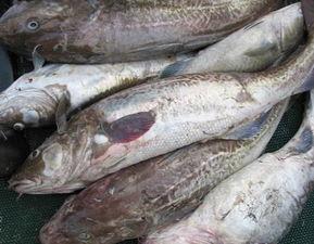 鳕鱼最新爆料图片高清,揭秘海洋美食的绝美瞬间